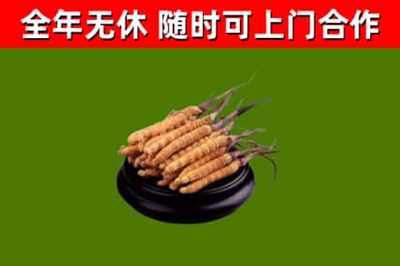 太平回收冬虫夏草